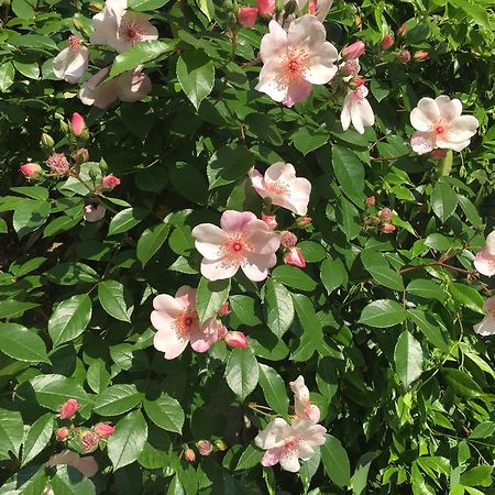 Guesthouse Flora لودي المظهر الخارجي الصورة