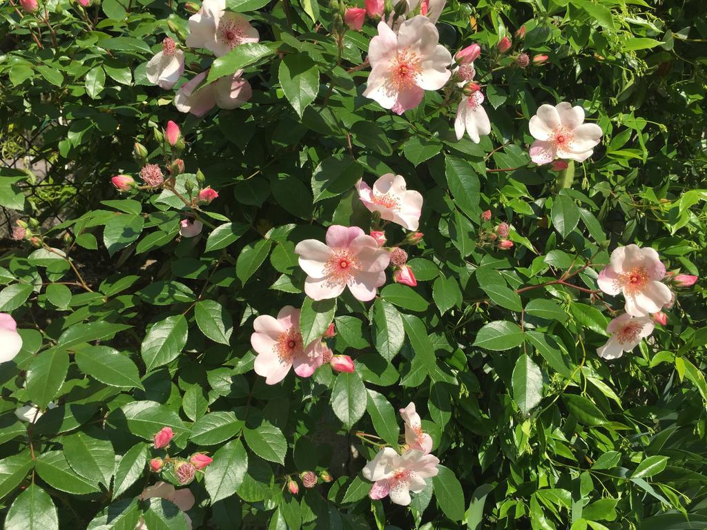 Guesthouse Flora لودي المظهر الخارجي الصورة
